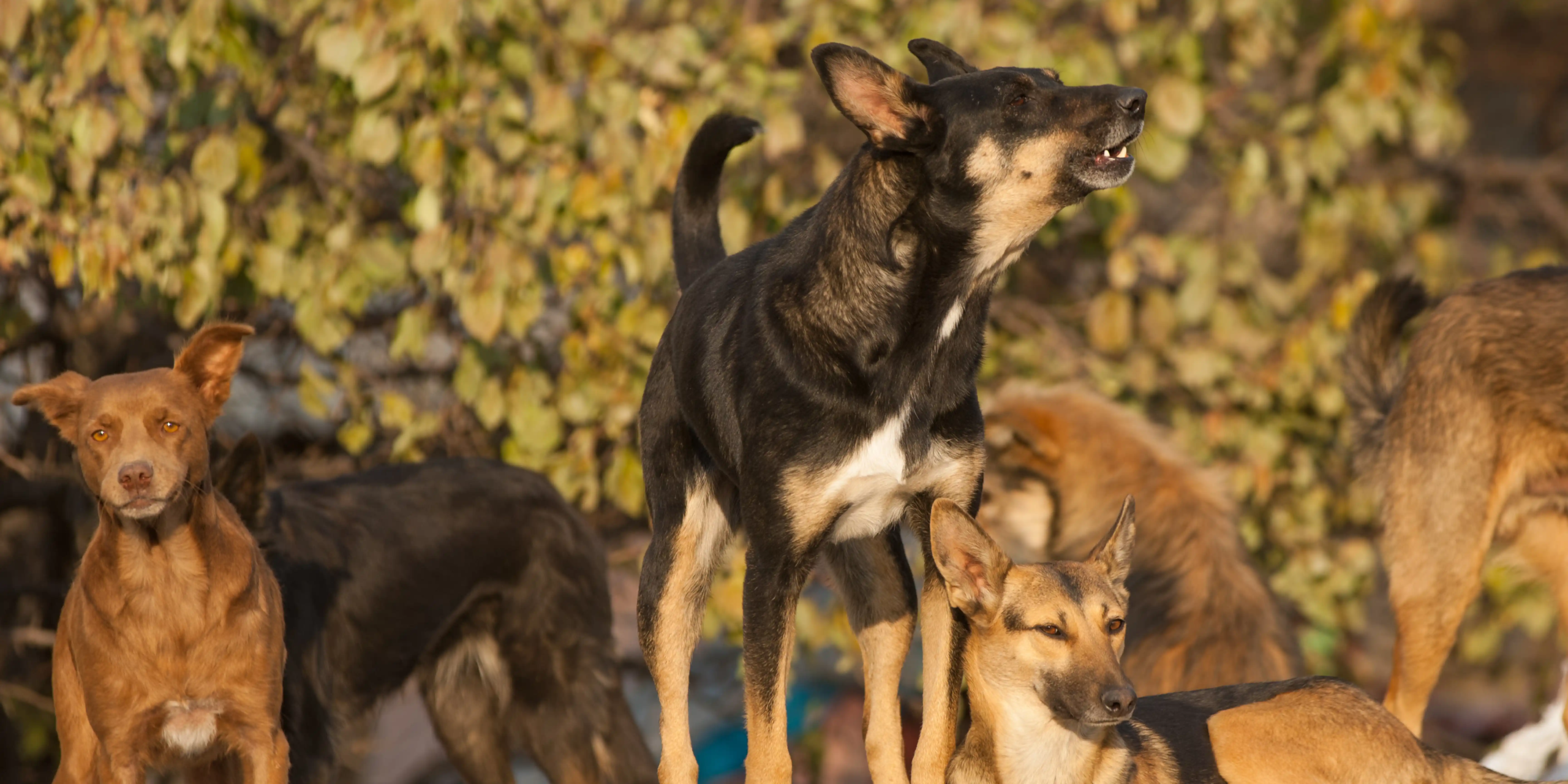 Hundegruppe